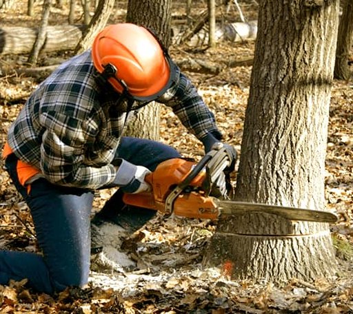 Tree Removal in Campo Seco, CA